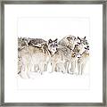 Timber Wolf Family Framed Print