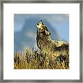 Timber Wolf Howling Idaho Framed Print