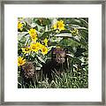 Timber Wolf Pups And Flowers North Framed Print