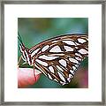 Time To Fly Framed Print