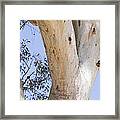 Time To Plant A Tree Framed Print