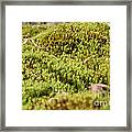 Tiny Moss Landscape Framed Print