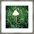 Tiny Mushroom In Grass #mushroom #grass Framed Print