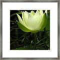 Tiny Water Lily Framed Print