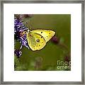 Little Yellow Butterfly Framed Print
