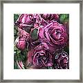 To Be Loved - Mauve Rose Framed Print
