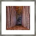 To The Light Framed Print