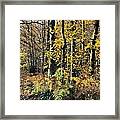 To The Woods Framed Print