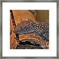 Tokay Gecko Framed Print