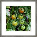 Tomatoes Coming Framed Print