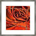 Torn Rose Framed Print