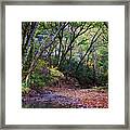 Touch Of Fall Framed Print