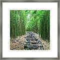 Trail Through Bamboo Forest Framed Print