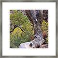 Tree @ Zion National Park Framed Print