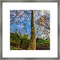 Tree And Rocks Framed Print