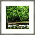 Tree By Cranberry River Framed Print