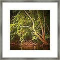 Tree By The Cacapon Framed Print