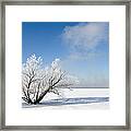 Tree By The River Covered With Hoar Frost. Framed Print