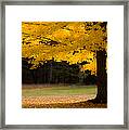 Tree Canopy Glowing In The Morning Sun Framed Print