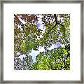Tree Canopy Framed Print