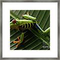 Tree Frog 16 Framed Print