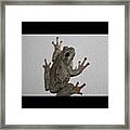 Tree Frog From My Biology Field Trip On Framed Print