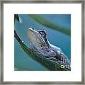 Tree Frog Gray Looks Up Into Blue Framed Print