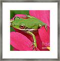 Tree Frog On A Pink Flower Framed Print