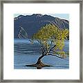Tree In Lake Wanaka Framed Print
