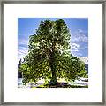 Tree Framed Print