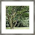 Tree Of Life Framed Print