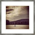 Tree Of Loneliness Framed Print