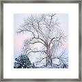 Tree Of Snow Framed Print