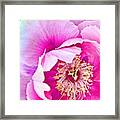 Tree Peony....what An Amazing Flower Framed Print