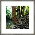 Tree Roots Framed Print