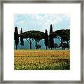 Pine And Cypress Alley In Tuscany Framed Print