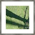 Tree Shadow Framed Print