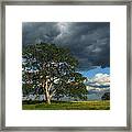 Tree With Storm Clouds Framed Print