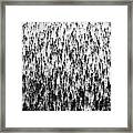 Treeline Birches And Pines Framed Print