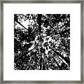 Trees Above Me Framed Print