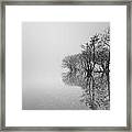 Trees Framed Print