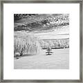 Trees In Infrared Framed Print