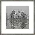 Trees In The Mist Framed Print