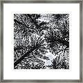 Trees In Winter Framed Print