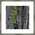 Trees Framed Print