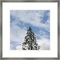 Treetop Framed Print