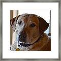 Tribute To Rescue Dogs Framed Print