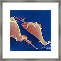 Trichomonas Vaginalis Framed Print