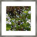 Trillium And Forget-me-nots Framed Print