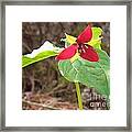 Trillium Framed Print